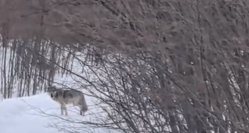 Волки на Камчатке: стая бродит вблизи поселка Ключи