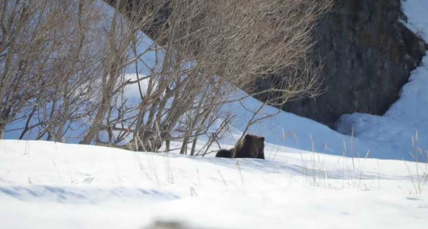 Первый медведь покинул берлогу в Кроноцком заповеднике