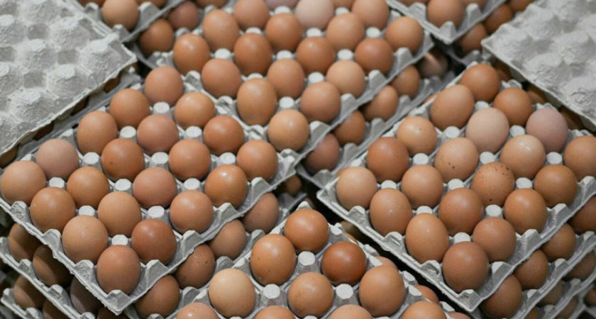 Местное яйцо вернётся на Камчатку в мае