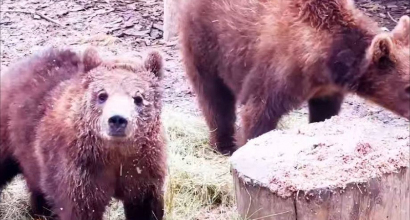 Спасенные камчатские медвежата скоро справят новоселье