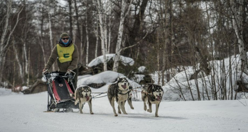 Быстринский спринт в посёлке Эссо — соревнования по ездовому спорту