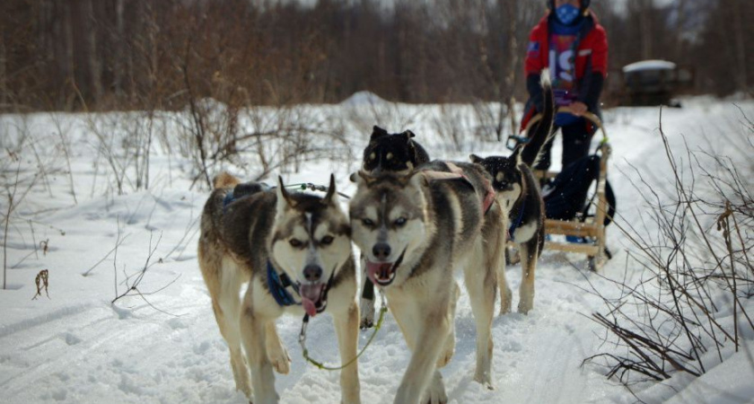Экспедицию на собачьих упряжках и детскую гонку встретил Быстринский природный парк 