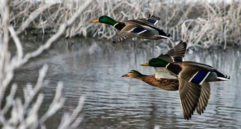 На Камчатке стартует сезон весенней охоты