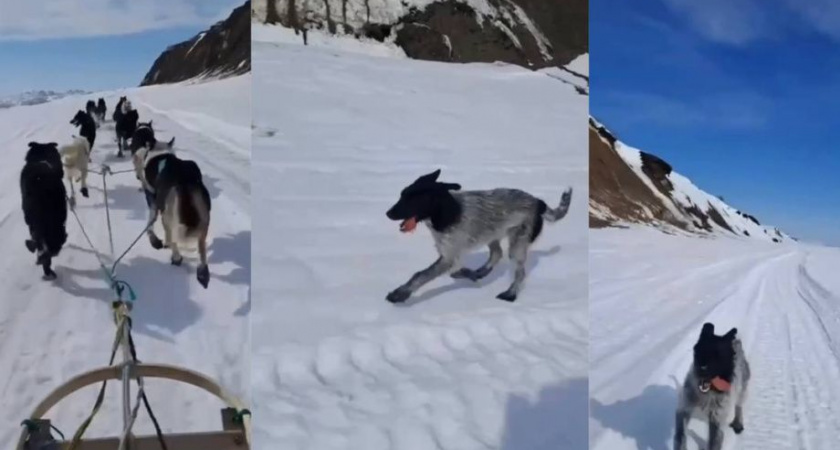 Дворняга из Ивашки стала звездой камчатской «Берингии»