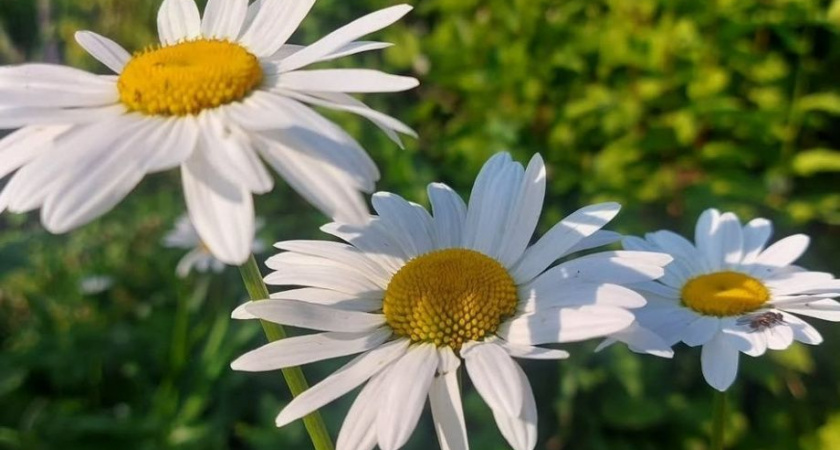 Камчатские врачи уверены: счастье – залог здоровья