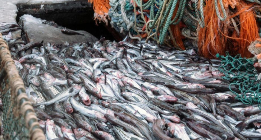 Завершился сезон «А» промысла минтая на Дальнем Востоке