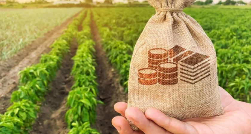 Гранты для участников СВО: до 7 миллионов на развитие сельского хозяйства на Камчатке