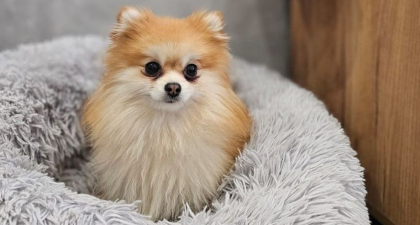 Дело о мошенничестве при продаже породистых щенков возбуждено на Камчатке 