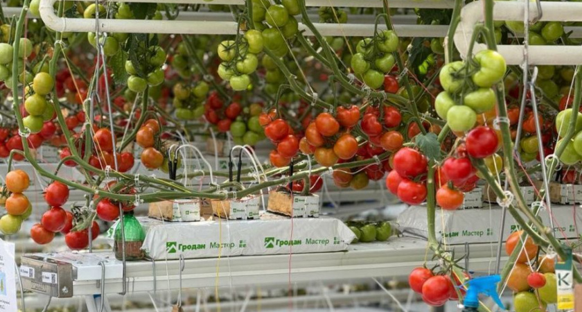 Солодов: агрокластер "Камчатский" будет развиваться