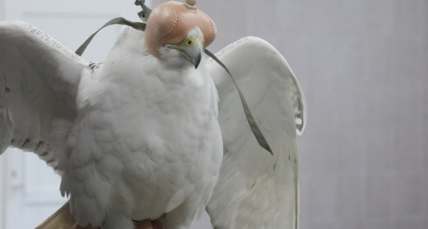 Камчатский соколиный центр включен в экомаршруты региона