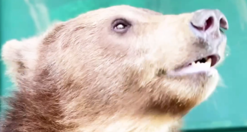 Спасенные камчатские медвежата переехали в новый вольер