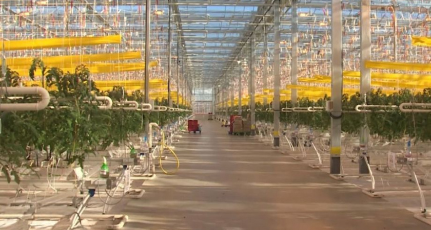 «Ростелеком» проложил оптоволокно для тепличного комплекса на Камчатке