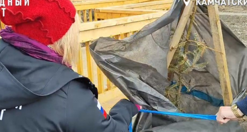 В Елизове на Камчатке умерло озеленение нового парка