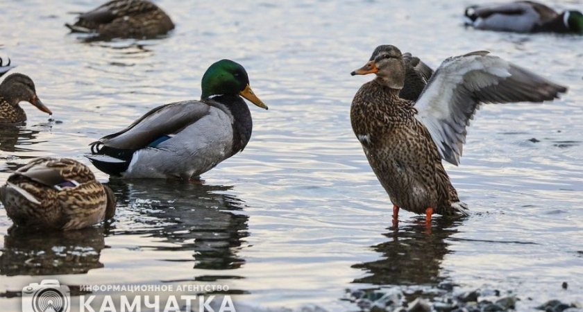 На Камчатке разрешили охотиться на дичь