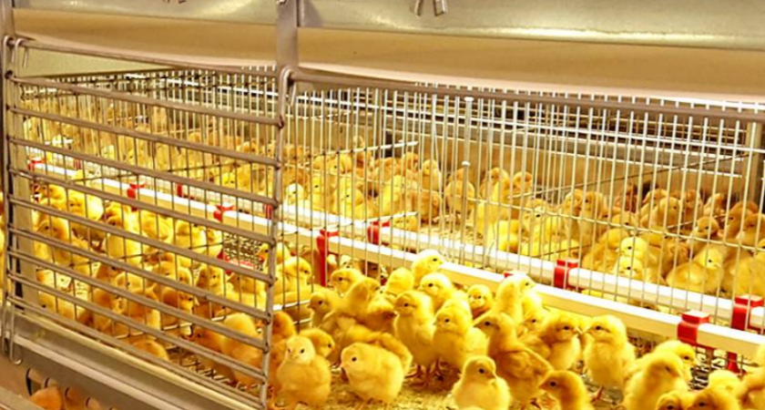 Новый коллектив несушек и петухов прибудет на Камчатку в середине мая