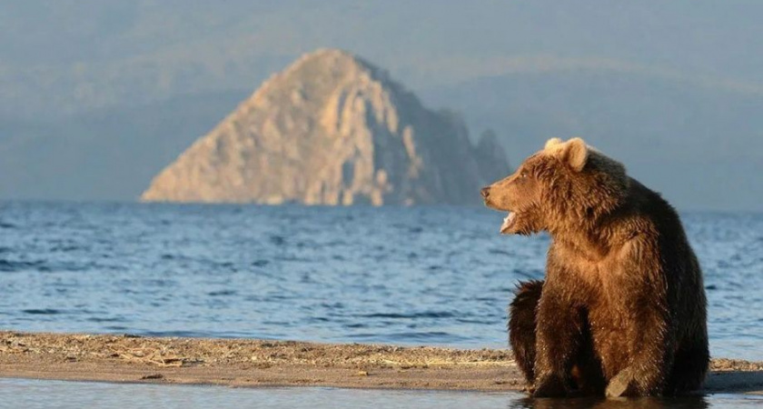 Камчатские медведи дружно вылезли из берлог