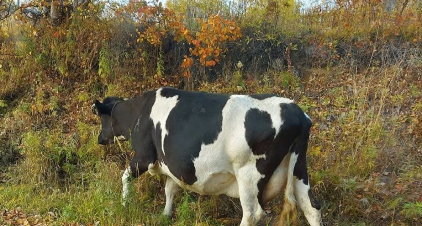 В Госдуме предложили сделать выходными все рабочие дни на майские праздники