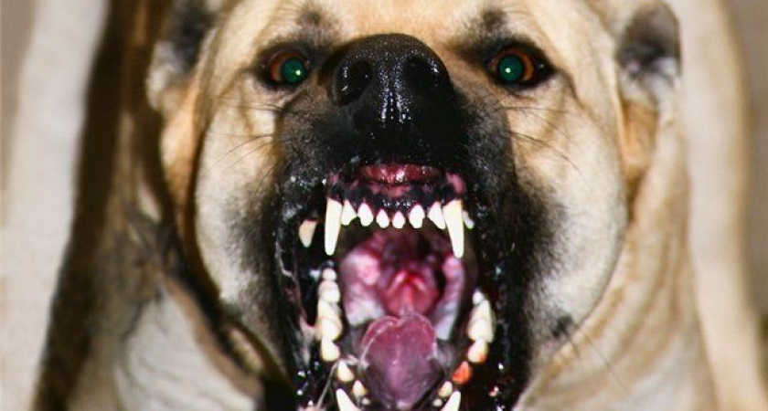 Мастиф напал на школьника в Петропавловске-Камчатском