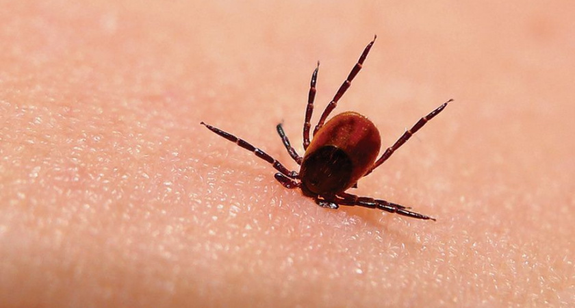 На Камчатке появились заразные клещи, угрожающие боррелиозом