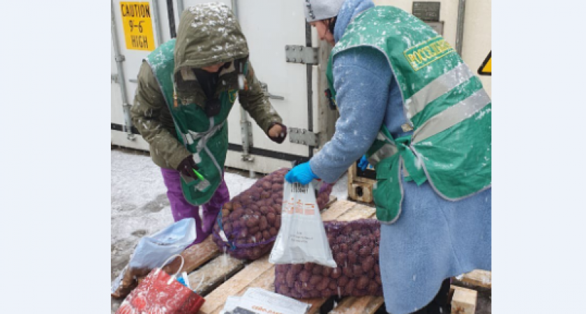 До Камчатки добрались 50 тонн семенного картофеля из Беларуси