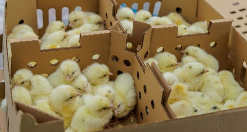 Камчатка готовится к третьему завозу цыплят для восстановления птицеводства