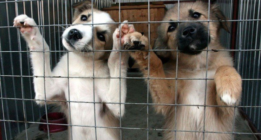 Две бездомные собаки сорвали посадку самолета в Петропавловске-Камчатском