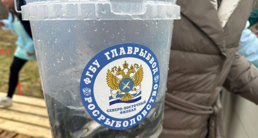 Выпускной для лососей прошёл на Камчатке 