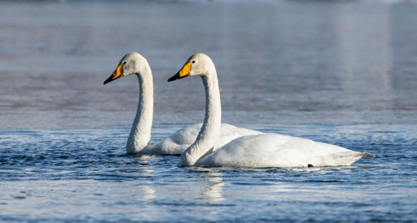 Корякский заповедник в борьбе за уникальную красоту Парапольского дола 
