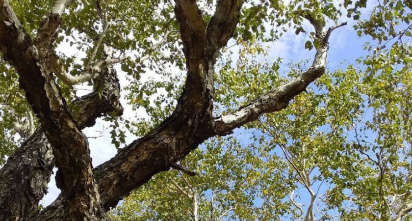 Камчатцы! Поддержим уникальную пущинскую берёзу в конкурсе «Российское дерево года»