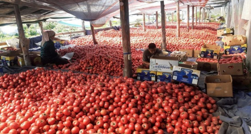 Хозяйство «Мирное» на Камчатке получит 5 млн рублей!