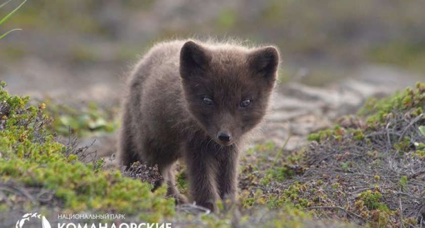 Уникальные песцы Медного острова благополучно пережили зиму