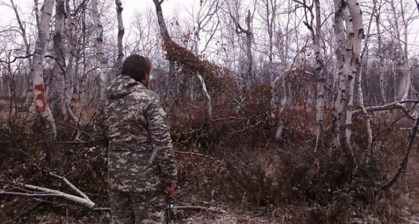 Камчатские леса получат новую жизнь
