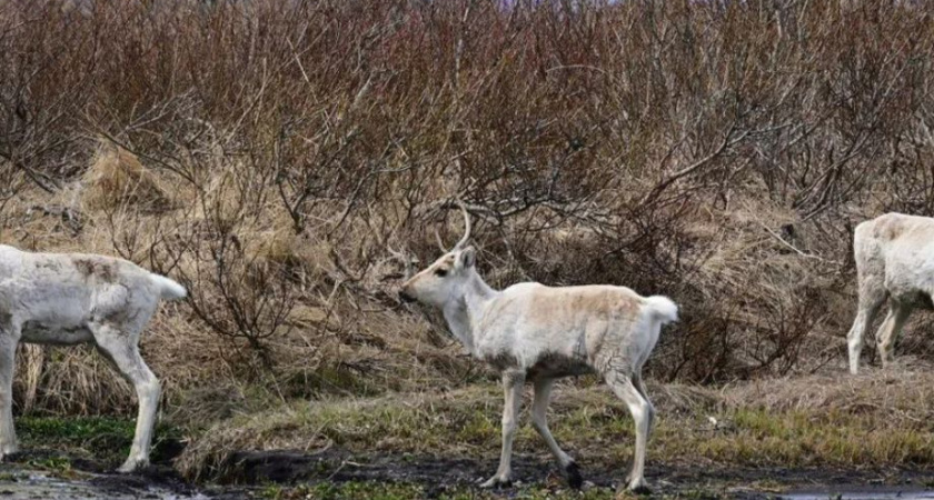 Первые олени вернулись в Кроноцко-Богачёвскую тундру