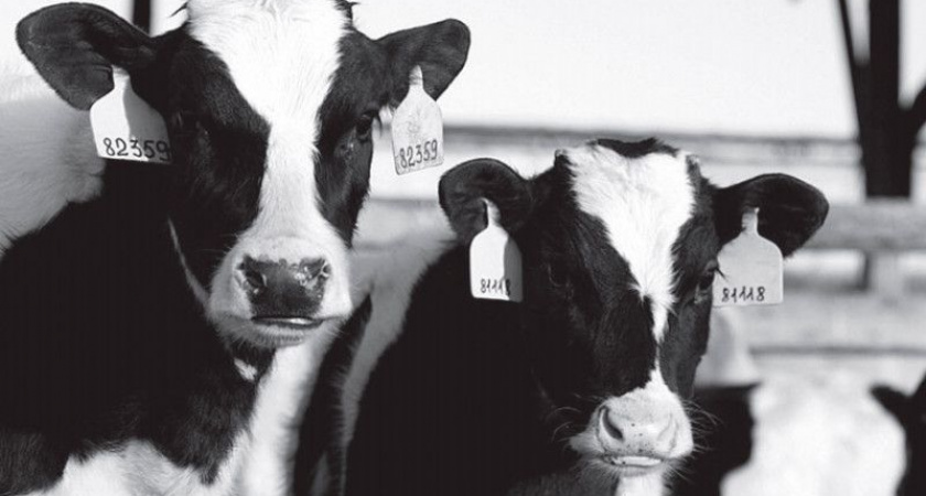 Камчатское АО "Сосновское" выставлено на продажу за 222 млн рублей