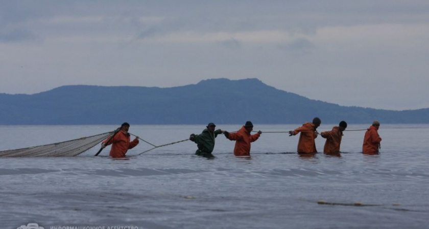 Камчатка планирует добыть 200 тыс тонн лосося