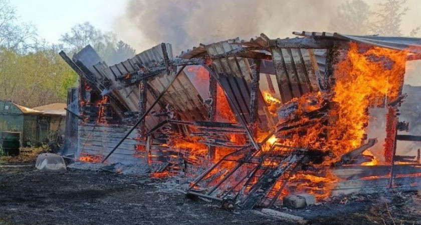 Домашний скот погиб в пожаре на Камчатке