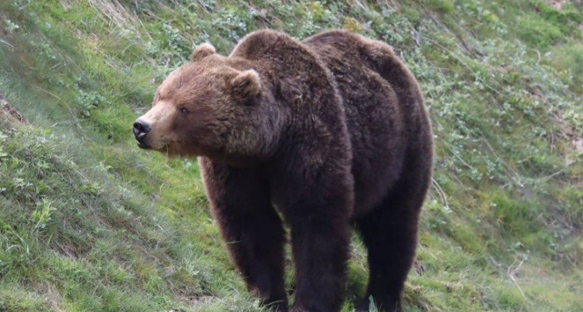 На Камчатке пересчитали медведей