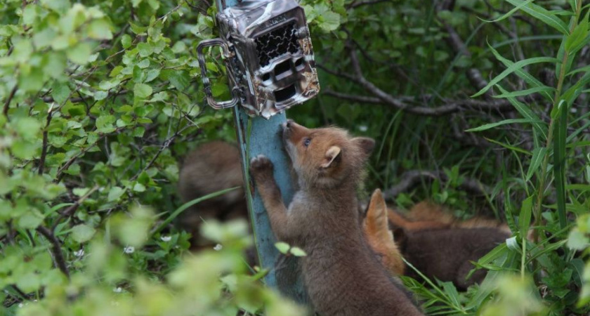 Кроноцкий заповедник на Камчатке — лучший детский сад для диких животных