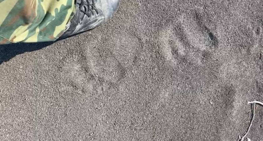 У популярного озера под Петропавловском-Камчатским обнаружены медвежьи следы 