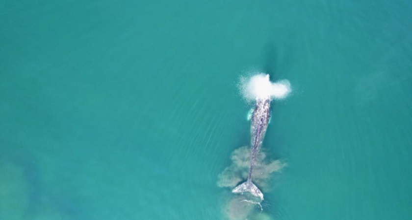 Кроноцкий заповедник расширяет "воздушный флот" для защиты природы