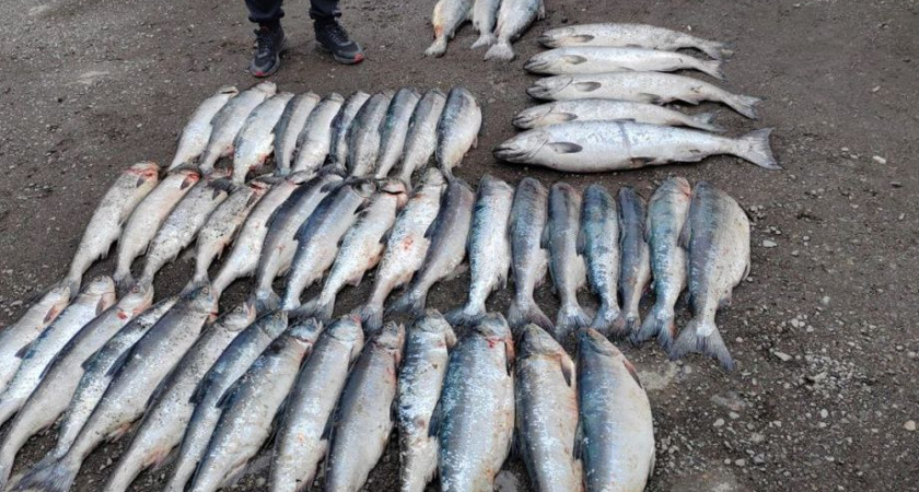 На Камчатке задержали браконьера с крупным уловом на Халактырском пляже