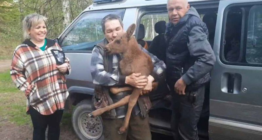 На Камчатке люди спасли лосенка от верной смерти в зубах медведя