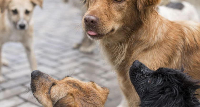 На Камчатке за три дня выявили более 40 стай бродячих собак