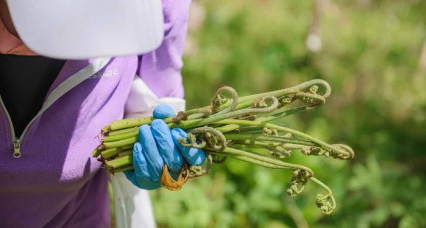 «ПапоротнИКРАб»: шеф-повар из Индии объединит восточные специи и традиции Камчатки