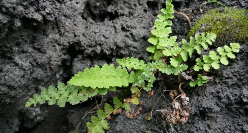 На Камчатке нашли редкий папоротник, который считали исчезающим