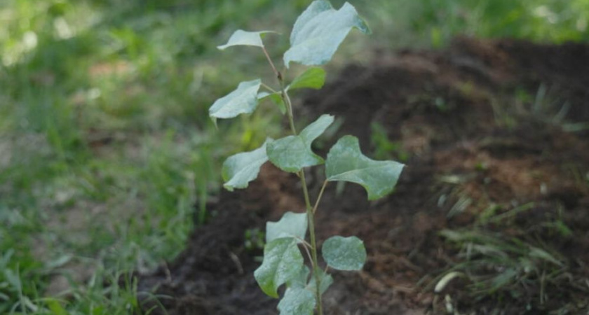 Саженец Тополя Победы высадили на Камчатке