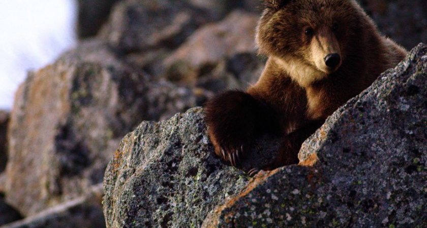 На Камчатке продолжаются съемки уникального фильма о жизни бурых медведей