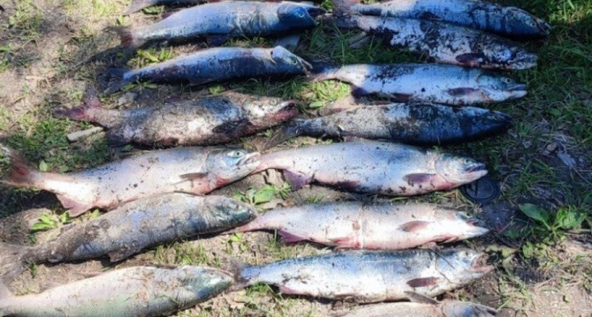 На Камчатке за неделю изъято более центнера браконьерского улова