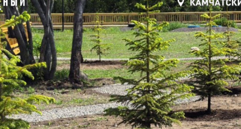 Ели по науке: в парке в Елизово наконец-то правильно посадили деревья