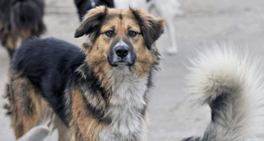 В камчатском Вилючинске активизировали отлов собак — не только бездомных